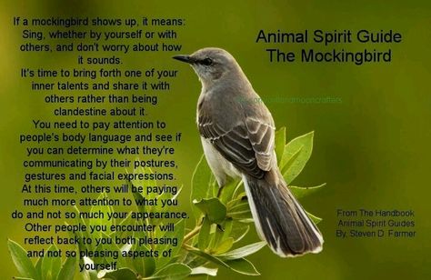 The Mockingbird Mockingbird Spiritual Meaning, Mockingbird Symbolism, Mockingbird Meaning, Bird Meaning, Backyard Birds Watching, Mocking Birds, Animal Reiki, Animal Spirit Guide, Animal Meanings