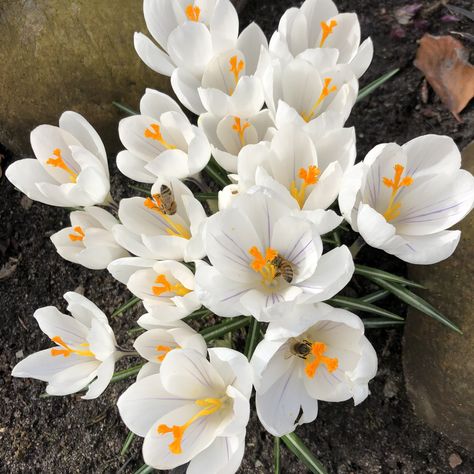 22.3.21 Crocus vernus "Jeanne D'Arc" Tuxedo For Men, Bulb Flowers, White Flowers, Beautiful Flowers, Plants, Flowers, White