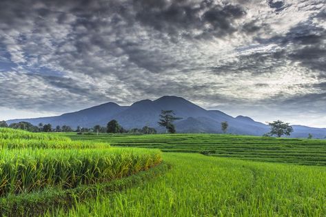 Panoramic view of green and beautiful ri... | Premium Photo #Freepik #photo #food #nature #mountain #sky Panoramic Landscape, Big Farm, Mountain Sky, Nature Background Images, Editing Tricks, Photo Food, Dslr Background, Background Images For Editing, Village Photography