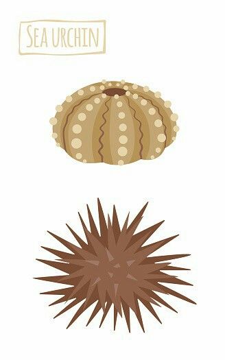 Sea Urchins Drawing, Boxfish Drawing, Sea Urchin Illustration, Sea Urchin Drawing, Urchin Drawing, Sea Urchin Art, Urchin Art, Sea Urchins Art, Beachy Tattoos