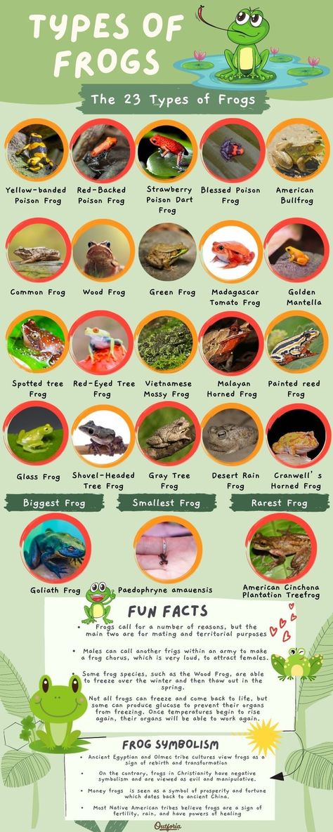 Frogs can be found just about anywhere and will more than likely stumble upon a frog’s home in your life. They come in a variety of shapes, sizes, and colors and every frog species has its own cool and unique features. Some may be poisonous, and some may even be transparent. Check out Outforia's latest article to know more about the 23 different types of frogs you can't miss. Different Types Of Frogs, Types Of Frogs, Frog Facts, Frog Habitat, Common Frog, Monarch Butterfly Garden, Frog Species, Poison Frog, Amazing Frog