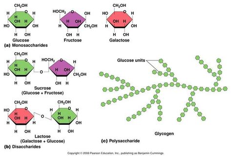 Low Molecular Weight Sugars - Creative Proteomics Plants Table, Molecule Art, Biochemistry Notes, Organic Chemistry Study, Plant Cells, 7th Grade Science, Human Nutrition, Chemical Formula, Nursing Notes