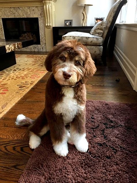 Australian Shepherd and Poodle Mix - The Mini Aussiedoodle Guide Australian Shepherd Poodle Mix, Perros Golden Retriever, Australian Labradoodle Puppies, Puppy Stages, Bernedoodle Puppy, Australian Labradoodle, Labradoodle Puppy, Goldendoodle Puppy, Doodle Dog