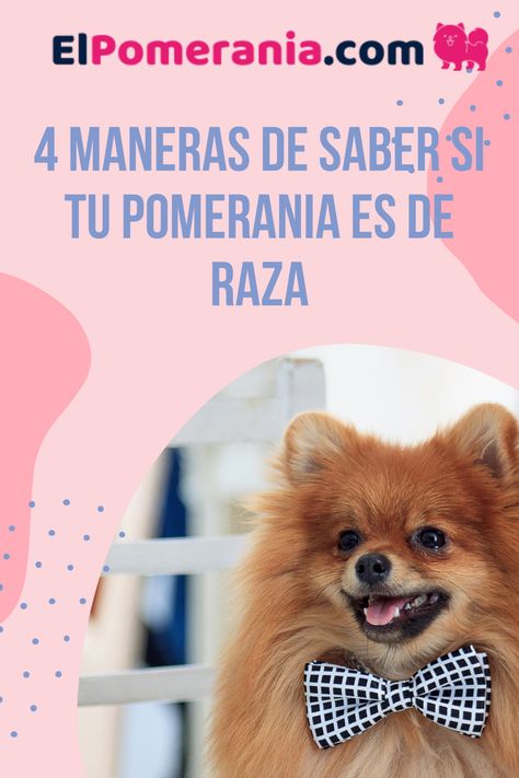 Explicamos todas las características de un perro pomerania original. Women Jackets, Pom Pom, Royalty, Jackets For Women, Quick Saves