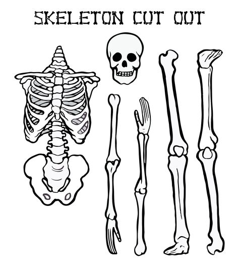 Free Printable Skeleton Template, Skeleton Outline Drawing, Skeleton Bulletin Board Ideas, Printable Skeleton Template, Skeleton Bulletin Board, Skeleton For Kids, Skeleton Outline, Skeleton Stencil, Skeleton Coloring Pages