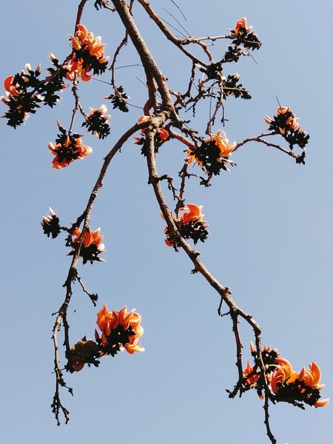 Palash Flower, Good Instagram Captions, Natural Flowers, Natural Colors, Instagram Captions, Flowers Photography, Life Art, Natural Color, Floral Art