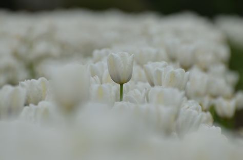 white Top Notch Wallpaper, Notch Wallpaper, Wallpaper Widget, Western Wallpaper Iphone, Wallpaper White, Tulip Fields, Wallpaper Dekstop, White Tulips, Macbook Wallpaper