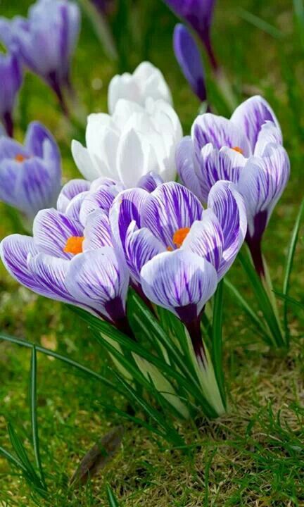 Spring Săpunuri Handmade, Crocus Bulbs, Crocus Flower, 수채화 그림, Spring Bulbs, Deco Floral, Purple And White, The Grass, Exotic Flowers