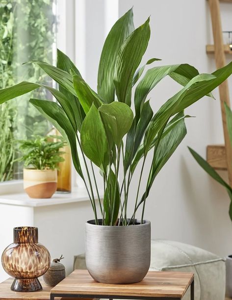 Aspidistra Elatior, Victorian Hallway, Cast Iron Plant, Cheese Plant, Iron Plant, Evergreen Plants, Office Plants, Spider Plants, Decorative Pots