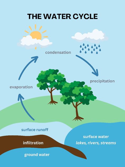 You will get to know about water cycle About Water, Water Cycle, Surface Water, Environmental Science, Earth Science, Getting To Know, Beautiful Flowers, Cycling, Science