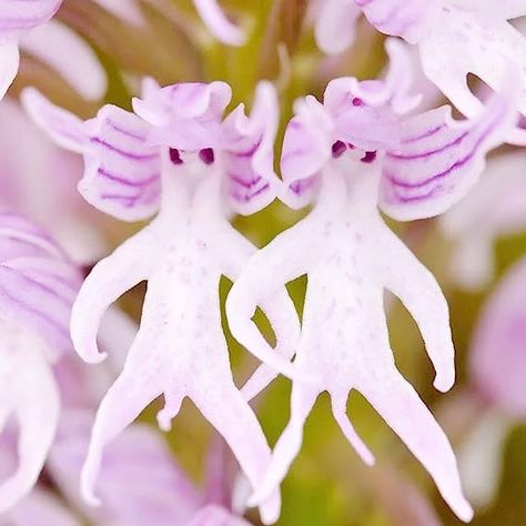 Monkey Orchid, Orchid Seeds, Strange Flowers, Rare Orchids, Unusual Plants, Bonsai Plants, Unusual Flowers, Bonsai Garden, Orchid Plants