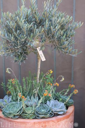 Roger's Gardens - Olive & Succulent Pot | Fern | Flickr Tuscany Patio, Olive Tree Garden, Olive Trees Landscape, Olive Trees Garden, Olivier En Pot, Potted Olive Tree, Potted Ferns, Mediterranean Garden Design, Rogers Gardens