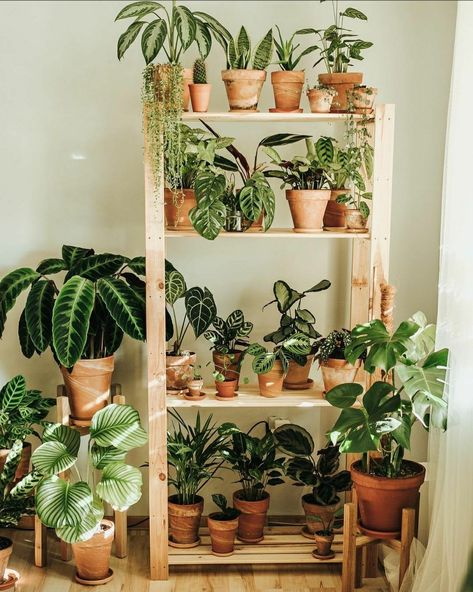 Plant Goals, Plant House, Balcony Plants, Inside Plants, Plant Decor Indoor, 아파트 인테리어, Plant Aesthetic, House Plants Decor, Room With Plants