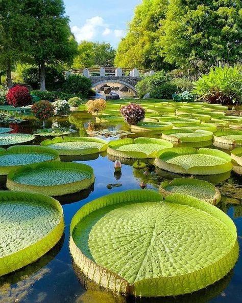 Asian Houses, Dm Tips, Background Practice, Giant Water Lily, Color Architecture, Big Painting, Taman Air, Japan Photography, Nature Architecture