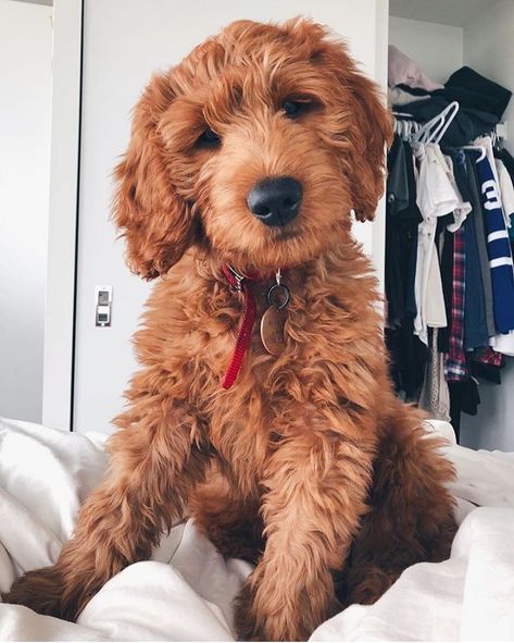 Goldendoodles Of Instagram on Instagram: “@winnie.thedood Red Goldendoodle Winnie ♥️♥️♥️ it’s true...redheads have more fun!” Micro Goldendoodle, Red Goldendoodle, Red Lab, Mini Goldendoodle, Goldendoodle Puppy, Puppy Pictures, Goldendoodle, Redheads, I Love Dogs