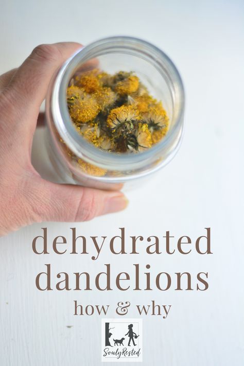 Dehydrating dandelions couldn't be easier. And there's more than one way to do it. This article includes tips for gathering and directions for using a dehydrator and lots of great ways to use your dehydrated dandelion blooms. Dehydrator Recipes Fruit, Dandelion Uses, Medicinal Weeds, Goat Milk Recipes, Dandelion Flowers, Wild Food Foraging, Dandelion Tea, Dandelion Leaves, Cast Iron Recipes