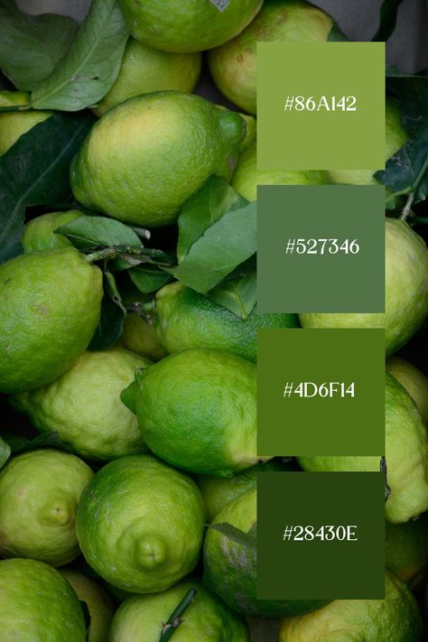 A collection of fresh limes, exhibiting various shades of lime green palette, creates a rich and vibrant color palette. The leafy greens and natural textures enhance the lively and organic feel. Lime Green Palette, Lime Green Color Palette, Color Scheme Generator, Green Color Palette, Forever Green, Green Palette, Green Colour Palette, Palette Color, Color Harmony