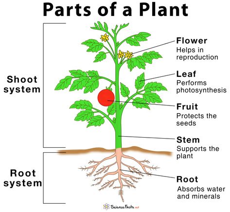 Main Parts of a Plant, Their Functions, Structure, Diagram Plant Diagram, Como Plantar Pitaya, Tanaman Tomat, Plants Worksheets, Cells Worksheet, Planting For Kids, Plant Structure, Plant Help, Structure And Function