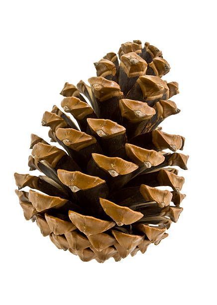 Pine Cone Drawing, Geometry In Nature, Nature Projects, Desain Editorial, Cones Crafts, Tattoo Project, Pine Cone Crafts, Drawing Images, Christmas Mood