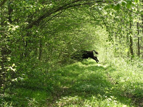 Poland is planning to log one of the last primeval forests of Europe Bialowieza Forest, Types Of Monkeys, Bristlecone Pine, Yakushima, Cedar Forest, Eastern Europe Travel, Ancient Forest, Kyushu, Pine Forest