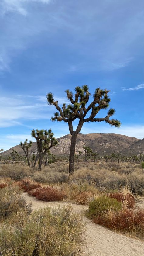 Joshua Tree, Country Roads, Road