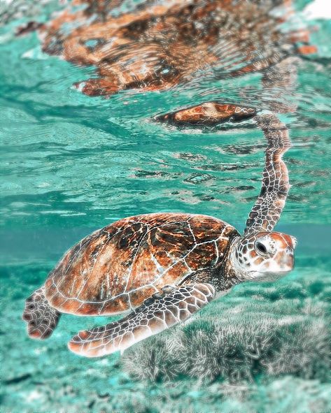 Sea Turtle Pictures, Caribbean Life, Aquatic Animal, Turtle Wallpaper, Jungle Nature, Beach Wall Collage, Cute Images For Wallpaper, Turtle Swimming, Preppy Beach