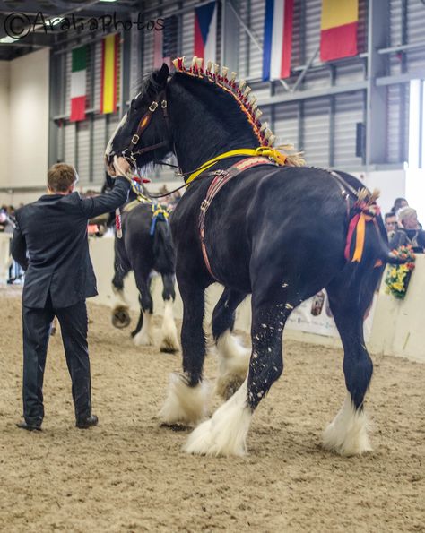 Black Shire Horse, Largest Horse Breed, Percheron Horses, Shire Horse, Clydesdale Horses, Draft Horse, Big Horses, Most Beautiful Horses, Work Horses