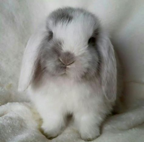 White Eared Lilac Magpie Mini Lop | Omg is this bun bun freaking adorable! Lop Bunnies, Mini Lop, Holland Lop, Bunny Pictures, Pet Bunny, Baby Bunnies, Cute Animal Pictures, Cute Creatures