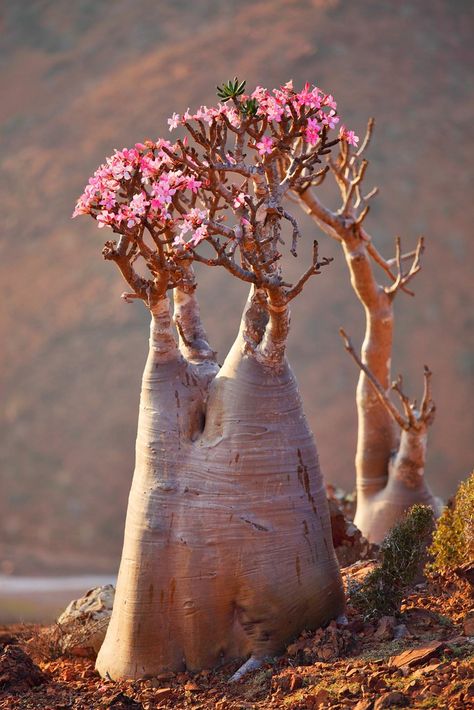 Adenium obesum. Desert Flower | Booman Floral | Flickr Weird Trees, Desert Rose Plant, Adenium Obesum, Socotra, Flowers Growing, Weird Plants, Plant Fungus, Desert Flowers, Unusual Plants