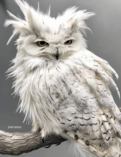 Snow Owl Aesthetic, Snowy Owl Drawing, Owl Aesthetic, Snowy Owls, Owl Face, Owl Photography, Cutee Animals, Horse Inspiration, Snow Owl