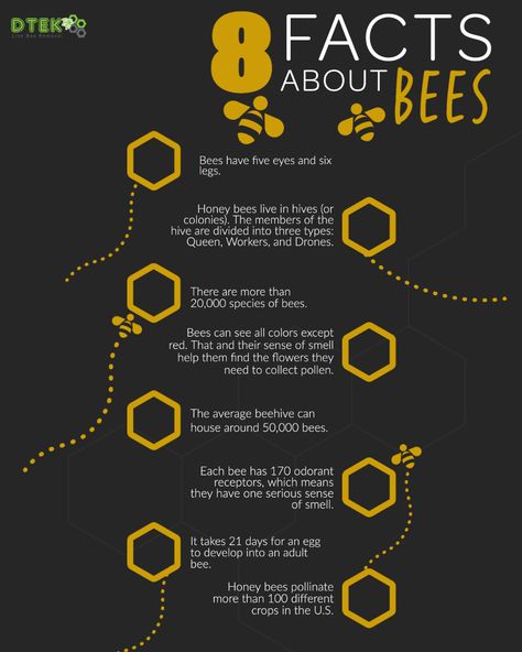 Facts About Bees, Fun Facts About Bees, Honey Bee Facts, World Bee Day, Bee Hive Craft, Scientific Poster, Beekeeping For Beginners, Bee Friendly Garden, Us Food