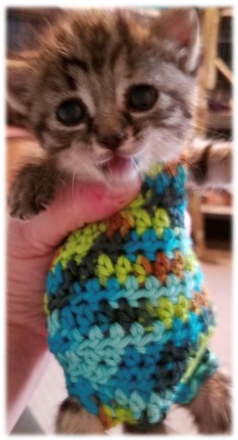 Kitten Sweater Pattern, Cat Sweater Pattern, Kitten Clothes, Kitten Sweater, Kitten Accessories, Kitten Dress, Dog Sweater Crochet Pattern, Finger Crochet, Small Kittens