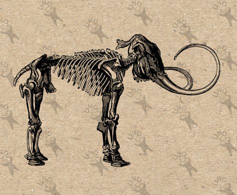 Vintage Image Skeleton Mammoth Instant Download picture Digital printable clipart graphic Totes Towels Transfer Iron On Pillows HQ300dpi by UnoPrint on Etsy Elephant Skeleton, Mammoth Skeleton, Skeleton Artwork, Woolly Mammoth, Animal Skeletons, Skeleton Illustration, History Posters, Skeleton Tattoos, Wooly Mammoth