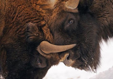 Victor Idaho, Bison Photography, European Bison, Bialowieza Forest, Bison Art, Musk Ox, Buffalo Bison, Jackson Hole Wyoming, Animals And Nature