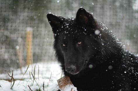 Wolfdog Hybrid, Alaskan Dog, English Shepherd, Wolf Hybrid, Wolf Love, Dog Lady, Wolf Pictures, Beautiful Wolves, Companion Dog