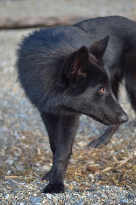 Alaskan Noble Companion Dog, Wolves Pack, Werewolf Au, Dark Wolf, Wolf Dogs, Wolf Hybrid, Fox Dog, Wolf Photography, Dog Personality