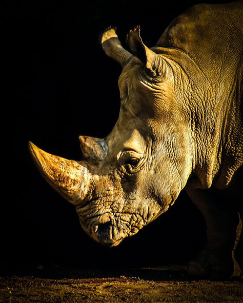 Portrait of a Rhino by Michael T on 500px Rhino Art, Wild Animals Photography, Wild Animals Pictures, Extinct Animals, Rhinos, African Wildlife, Animal Sketches, Arte Animal, African Animals