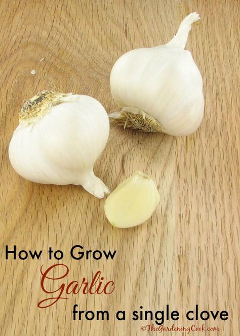 How to grow garlic from a single clove - use organic garlic. Very simple and easy to do. See how http://thegardeningcook.com/growing-garlic/ Grow Garlic, Medicinal Herbs Garden, Growing Garlic, Growing Veggies, Garden Veggies, Growing Herbs, Veggie Garden, Growing Food, Edible Garden