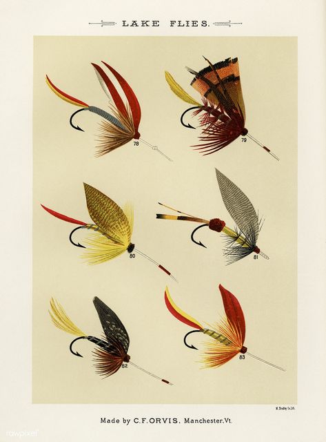 Free Public Domain | www.rawpixel.com | Fishing | Insects | Lake Flies from Favorite Flies and Their Histories by Mary Orvis Marbury. Digitally enhanced from our own original 1892 Edition. Fishing Tattoo, Fly Fishing Art, Trout Fishing Tips, Fishing Art, Fly Fishing Lures, Trout Flies, Fly Fishing Tips, Fly Fishing Flies Trout, Fly Patterns