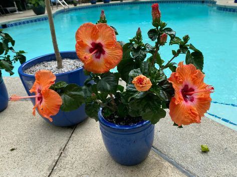 how-to-get-hibiscus-to-bloom Tropical Plant Containers, Growing Hibiscus In Pots, Hibiscus Potting Ideas, Potted Hibiscus Plant, Hibiscus Planters, Hibiscus Care Outdoors, Hibiscus Trees In Pots, Hibiscus Planter Ideas, Hibiscus In Pots