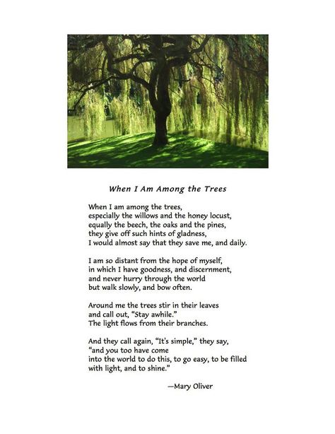 When I Am Among the Trees ~ Mary Oliver  The trees have the wisdom Hannah,from your mummy Mary Oliver Quotes, Mary Oliver Poems, Tree Poem, Weeping Willow Tree, Weeping Willow, Mary Oliver, Writing Poems, Willow Tree, A Poem