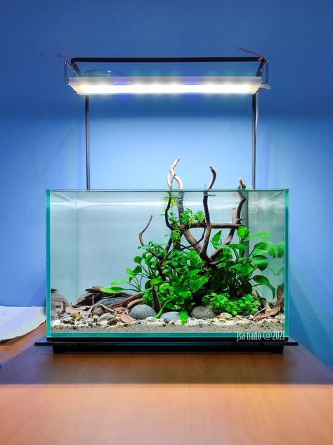 Asian Biotope Aquarium, Nano Tank Aquascape, Nano Tank Aquascape Ideas, Nano Fish Tank, Homemade Plant Food, Aqua Scape, Biotope Aquarium, Fish Tank Themes, Aquascape Design