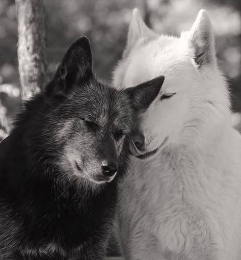 Wolf Core, Wolf Mates, Black Wolves, Wild Wolves, Red Wolves, Werewolf Aesthetic, Wolf Husky, Wolf Images, Arctic Wolf