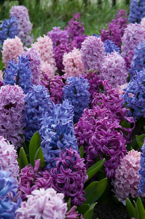 Hyacinth Wallpaper Iphone, Hyancith Flower Aesthetic, Purple Hyacinth Flower Aesthetic, Apollo And Hyacinth Aesthetic, Aesthetic Wallpaper Iphone Vintage Black, Hyancith Flower, Hyacinth Varieties, Hyacinth Aesthetic, 90s Aesthetic Wallpaper Iphone Vintage