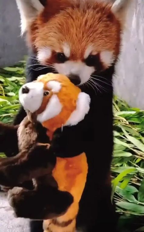 Red Panda Crafts, Red Panda Habitat, Red Panda Funny, Red Panda Images, Panda Crafts, Panda Habitat, Panda Facts, Panda Stickers, Red Panda Cute