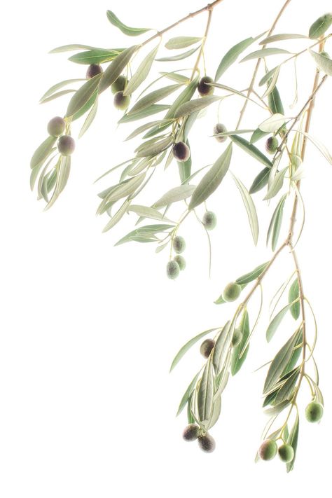 Olive Tree Painting, Olive Tree Branch, Fruits Drawing, Olive Branches, Calligraphy Art Print, Fruit Photography, Diy Watercolor Painting, Diy Watercolor, Wallpapers Iphone