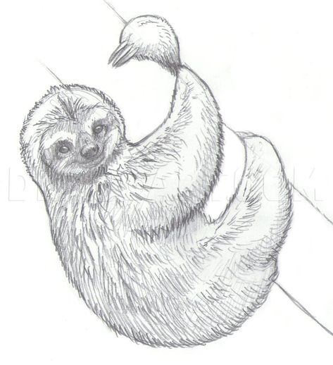 How To Draw Sloths, Step by Step, Drawing Guide, by makangeni | dragoart.com Sloth Drawing, Sloth Tattoo, Sloth Art, Drawing Eyes, Realistic Drawing, A Sloth, Drawing Hair, Cute Sloth, Arte Inspo