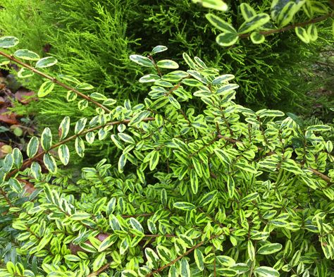 Box Honeysuckle, Evergreen Foundation Planting, Lonicera Nitida, Pacific Northwest Garden, Holly Plant, Front Yard Plants, Deer Resistant Plants, Backyard Plants, Foundation Planting