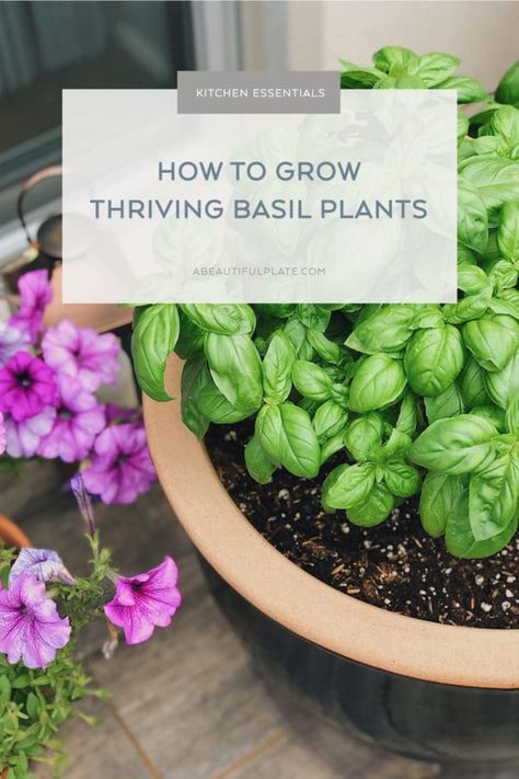 Growing Basil Outdoors, Grow Basil In A Pot, Grow Basil, Herb Garden Pots, Growing Basil, Harvesting Herbs, Basil Plant, Organic Vegetable Garden, Beautiful Plates