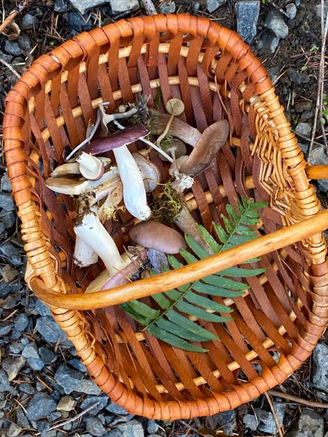 Morel Mushroom Hunting, Wild Mushroom Recipes, Mushroom Identification, Hunting Videos, Fall Blanket, Morel Mushroom, Mushroom Hunting, Edible Mushrooms, Hunting Tips